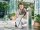 CELLFAST - GARTENSCHLAUCH - GREEN ATS2™ - 3/4" - 50 m