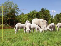 Elektrozaun-Netz, Schafzaun, Schafnetz, 90cm, 2 Spitzen,...