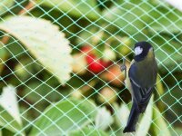 Perel - GBN210 - Vogelschutznetz, Polyester, Maschenweite 2 cm², 2 x 10 m, Grün