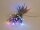 Velleman - SH-5-24V-MC-T - 5 m - 40 LEDs - mehrfarbig - transparentes Kabel - Doppel-Stromversorgung