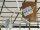 Wago - Verbindungsklemme - Leuchtenklemme - 2.5 mm - 2 starr - 1 flexibel - 105° - weiß - 10er Pack