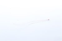 Epcos - B57550G1103F000 - Thermistor NTC - 10kO / 10 kOhm, 7s, Toleranz ±1%, 32mW, 1.3 x 2.2mm